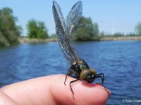 Falkenlibelle (Cordulia aenea) 5